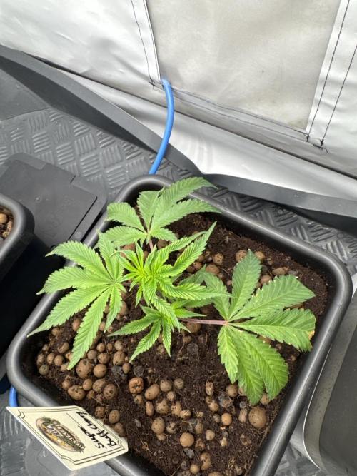 Super Buff Cherry #26 | Clone Test 2026. Week 1