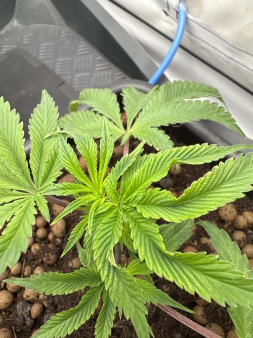 SuperBuff Cherry #26. Week 1