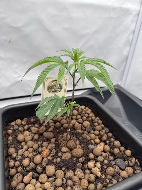 MAC1 | Clone Test 2026. Week 1