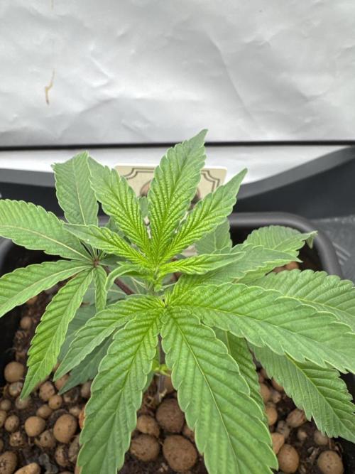 MAC1 | Clone Test 2026. Week 1