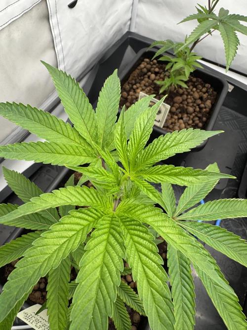 Cap Junky. Week 2