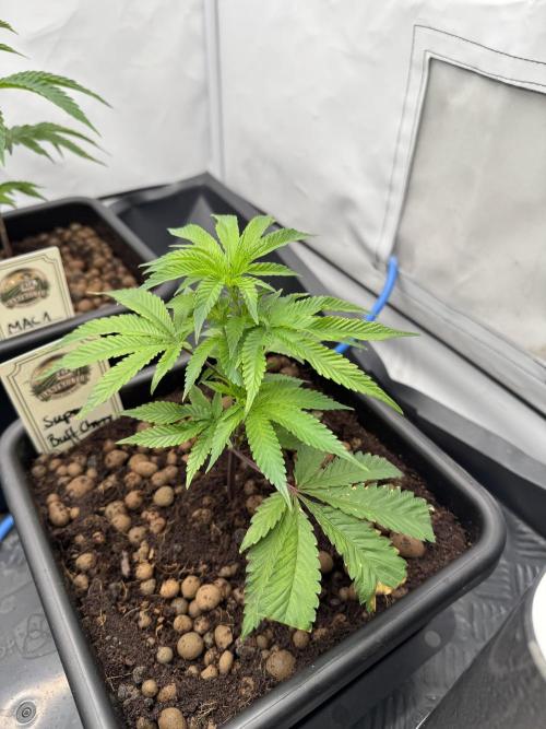 Elite Clone Test Grow 2026. Week 2 - Super Buff Cherry #26 Anfang Woche 2