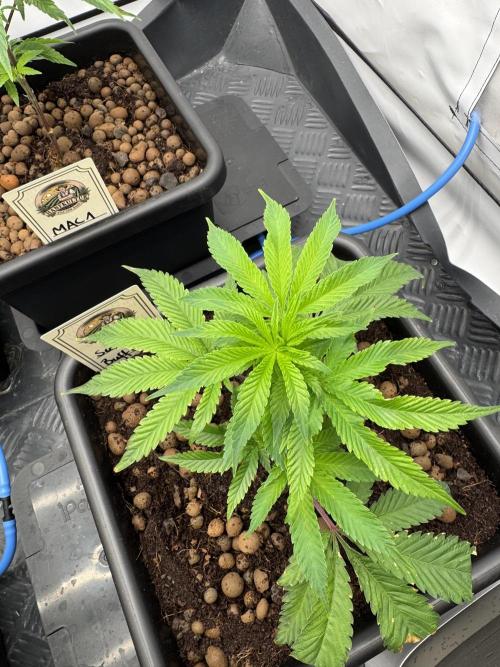 Elite Clone Test Grow 2026. Week 2 - Super Buff Cherry #26 Anfang Woche 2