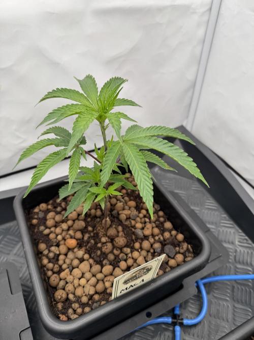 Elite Clone Test Grow 2026. Week 2 - MAC1 Anfang Woche 2