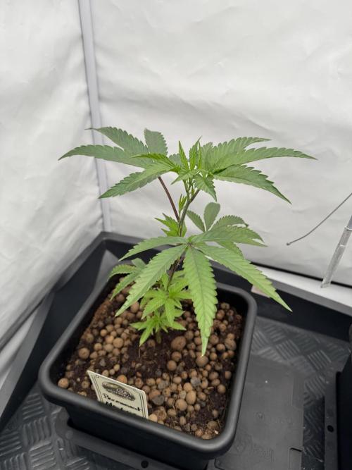 Elite Clone Test Grow 2026. Week 2 - Permanent Marker Anfang Woche 2