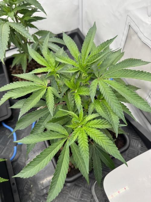 Super Buff Cherry #26 | Clone Test 2026. Week 3