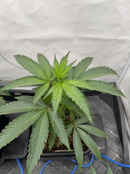 Capulator – MAC 1. Week 3