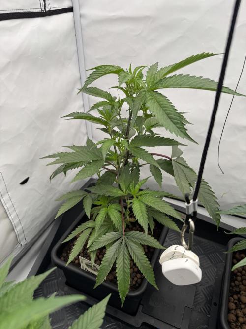 Elite Clone Test Grow 2026. Week 3 - Permanent Marker
