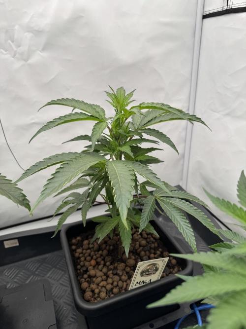 Elite Clone Test Grow 2026. Week 3 - MAC1