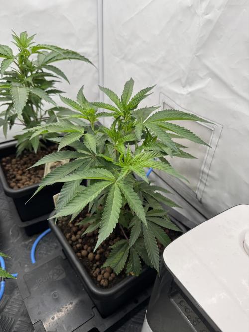 Elite Clone Test Grow 2026. Week 3 - Super Buff Cherry