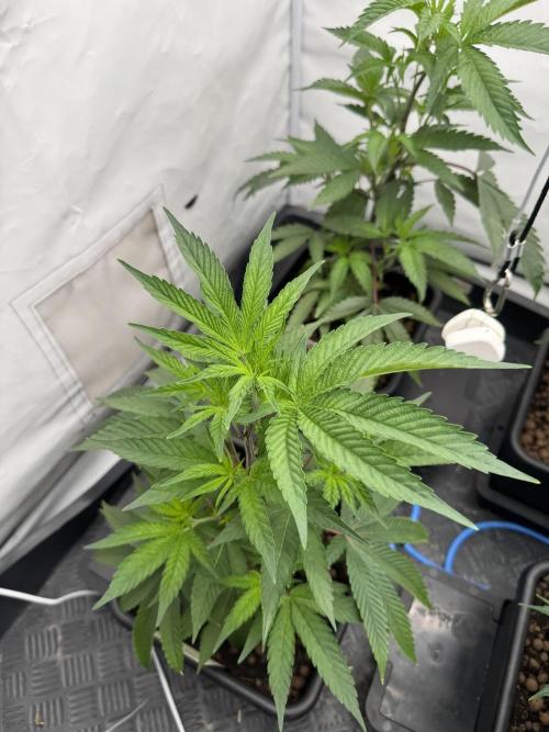 Elite Clone Test Grow 2026. Week 3 - Cap Junky