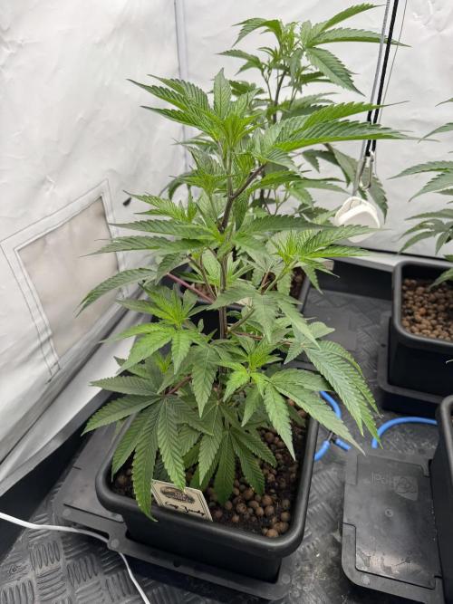 Elite Clone Test Grow 2026. Week 3 - Cap Junky