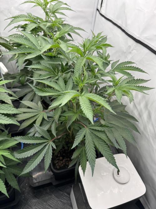 Super Buff Cherry #26 | Clone Test 2026. Week 4