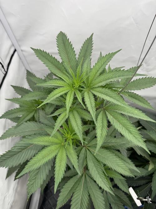 Elite Clone Test Grow 2026. Week 4 - Permanent Marker