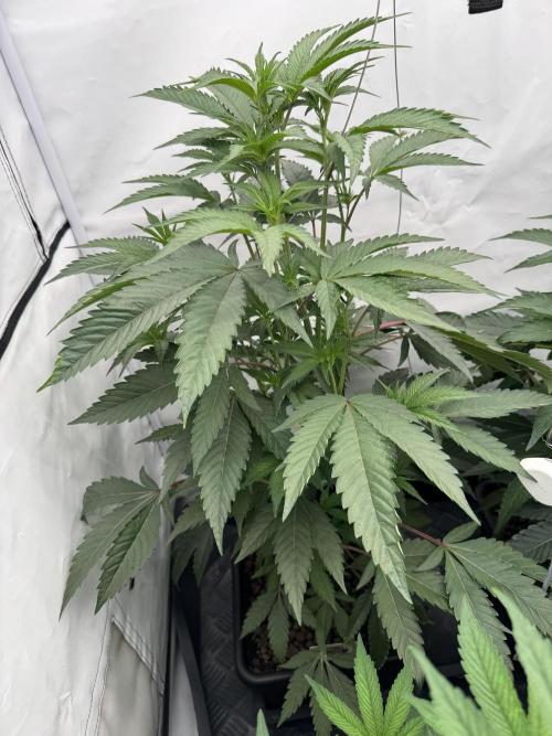 Elite Clone Test Grow 2026. Week 4 - Permanent Marker