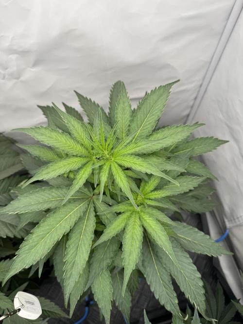 Elite Clone Test Grow 2026. Week 4 - MAC1