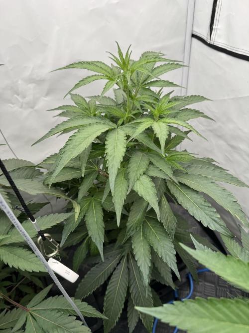 Elite Clone Test Grow 2026. Week 4 - MAC1