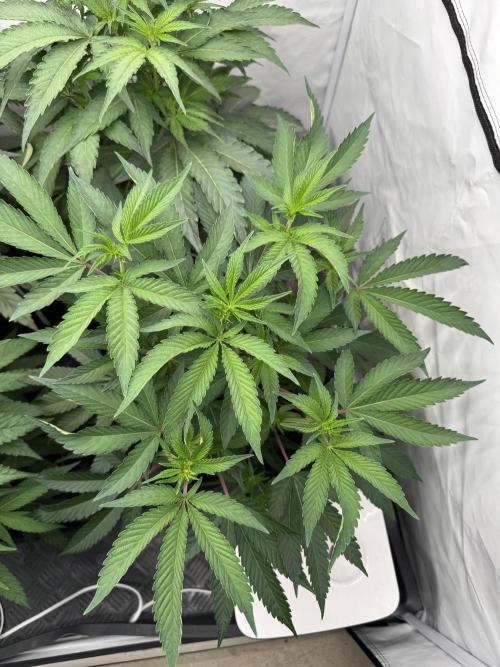 Elite Clone Test Grow 2026. Week 4 - Super Buff Cherry