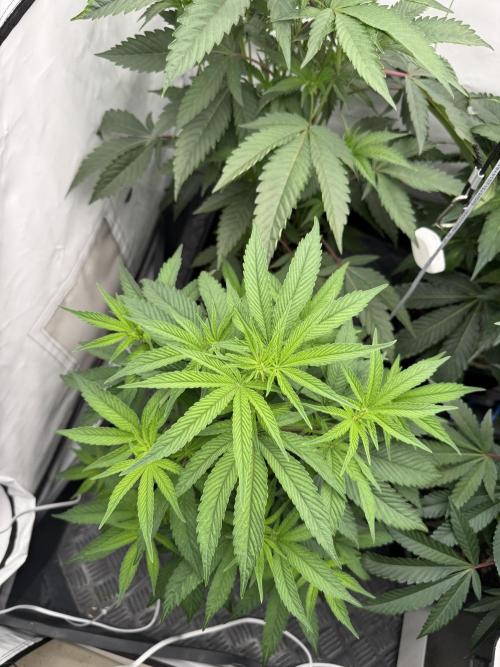 Elite Clone Test Grow 2026. Week 4 - Cap Junky