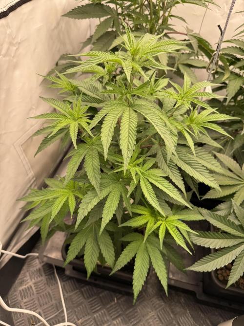 Elite Clone Test Grow 2026. Week 4 - Cap Junky