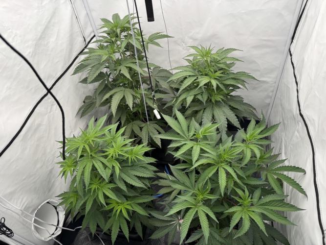 Elite Clone Test Grow 2026. Week 4