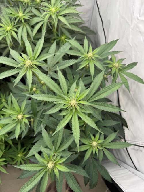 SuperBuff Cherry #26. Week 5