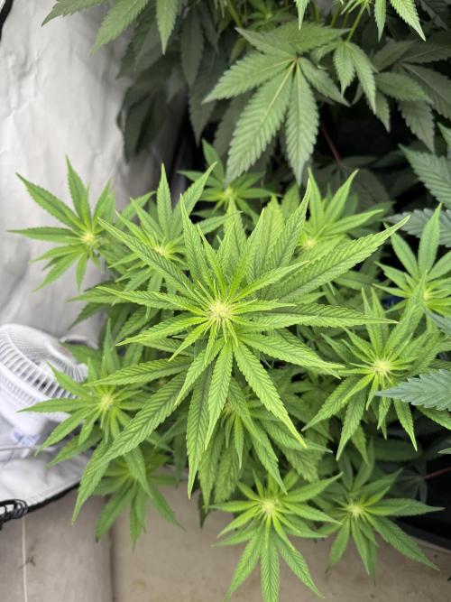 Elite Clone Test Grow 2026. Week 5 - Cap Junky