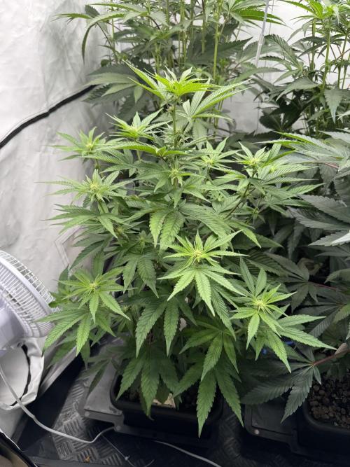 Elite Clone Test Grow 2026. Week 5 - Cap Junky