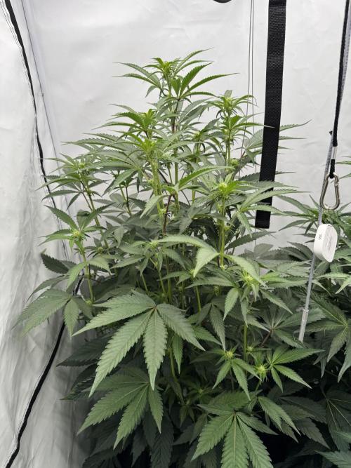 Elite Clone Test Grow 2026. Week 5 - Permanent Marker