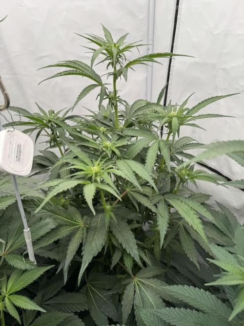 Elite Clone Test Grow 2026. Week 5 - MAC1