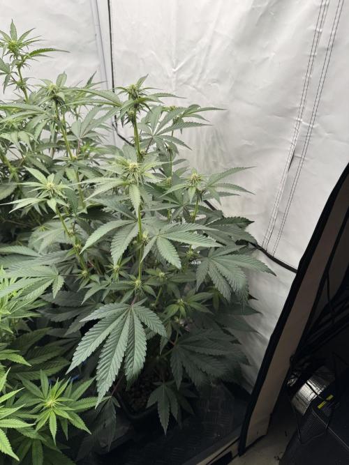 Elite Clone Test Grow 2026. Week 5 - Super Buff Cherry