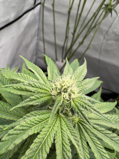 Cap Junky | Clone Test 2026. Week 6