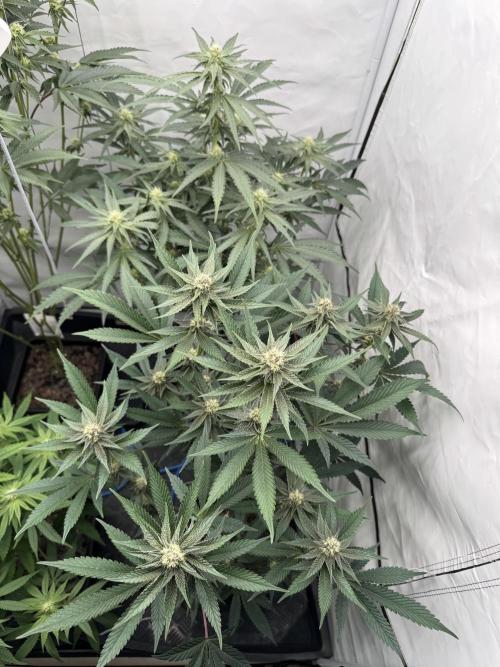 Super Buff Cherry #26 | Clone Test 2026. Week 6