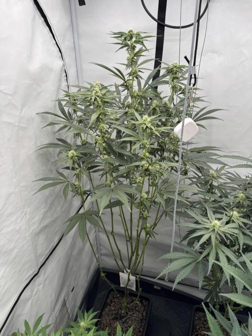 Elite Clone Test Grow 2026. Week 6 - Permanent Marker
