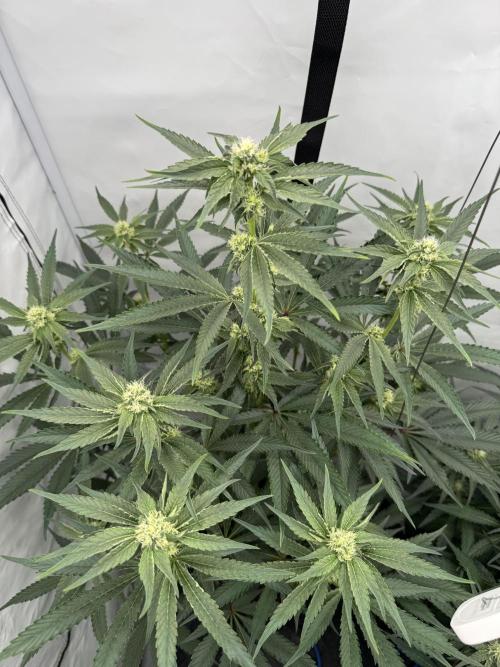 Elite Clone Test Grow 2026. Week 6 - Permanent Marker