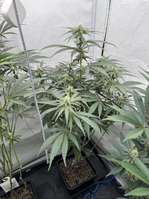 Elite Clone Test Grow 2026. Week 6 - MAC1