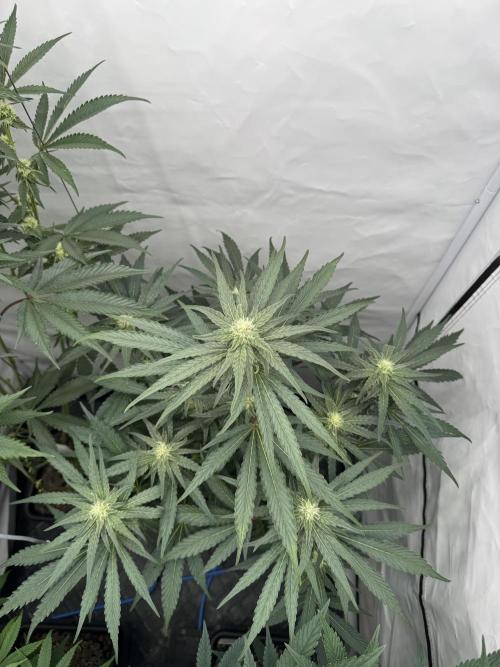 Elite Clone Test Grow 2026. Week 6 - MAC1