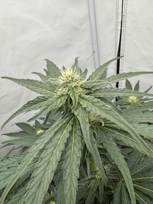 Elite Clone Test Grow 2026. Week 6 - MAC1