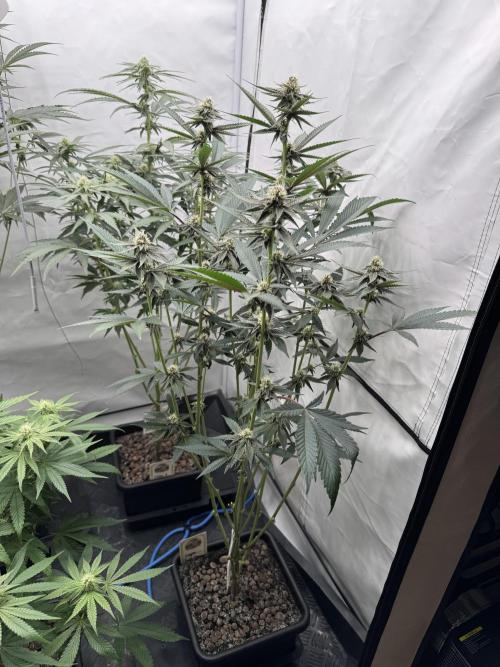 Elite Clone Test Grow 2026. Week 6 - Super Buff Cherry