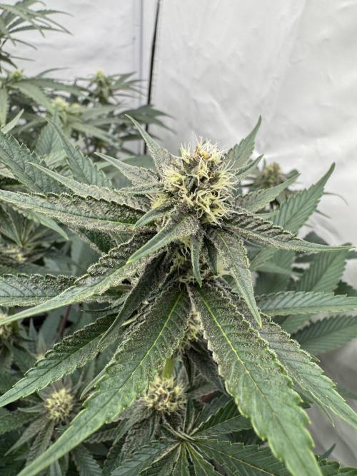 Elite Clone Test Grow 2026. Week 6 - Super Buff Cherry