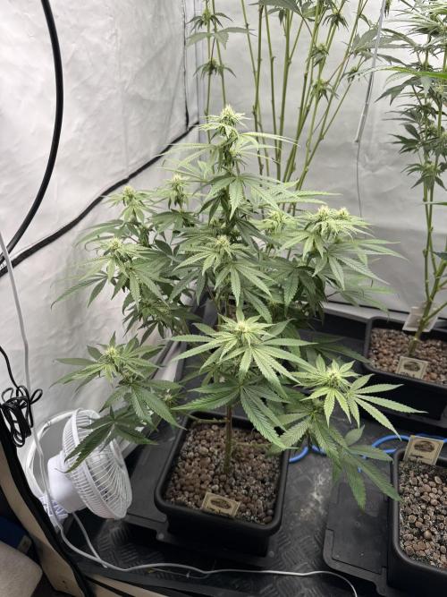 Elite Clone Test Grow 2026. Week 6 - Cap Junky