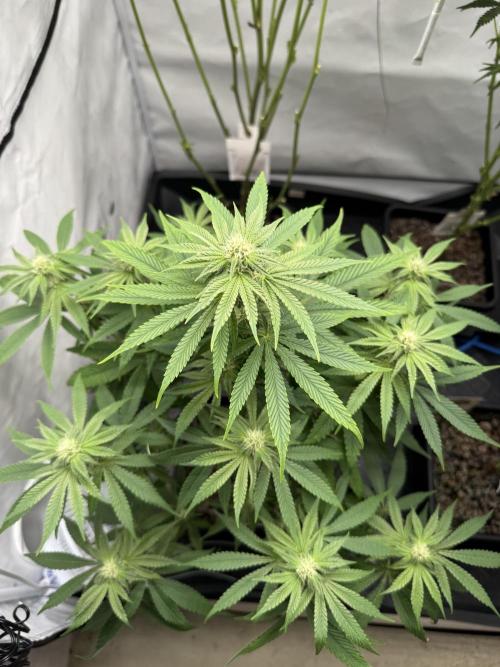 Elite Clone Test Grow 2026. Week 6 - Cap Junky