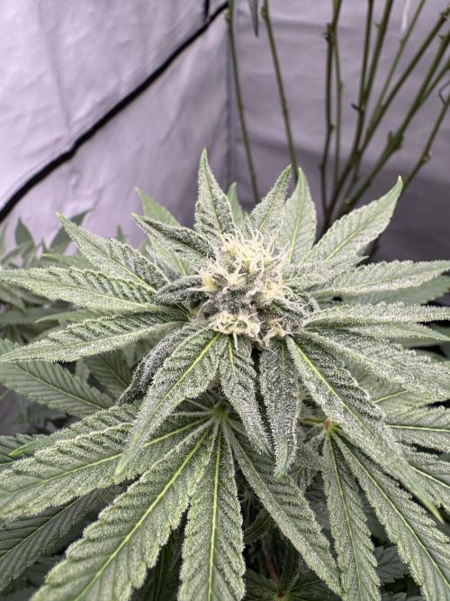 Cap Junky. Week 7