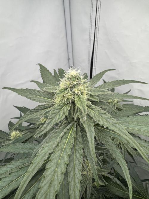MAC1 | Clone Test 2026. Week 7