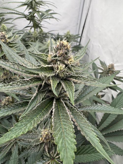 SuperBuff Cherry #26. Week 7