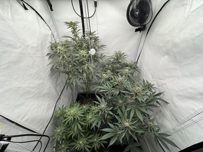 Elite Clone Test Grow 2026. Week 7