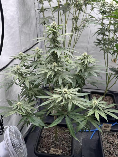 Elite Clone Test Grow 2026. Week 7 - Cap Junky