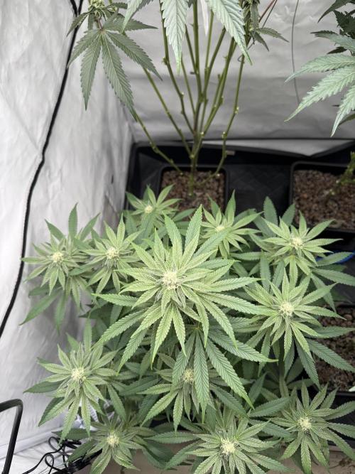 Elite Clone Test Grow 2026. Week 7 - Cap Junky