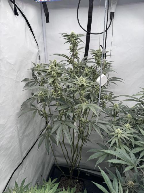 Elite Clone Test Grow 2026. Week 7 - Permanent Marker