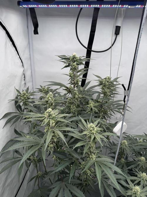 Elite Clone Test Grow 2026. Week 7 - Permanent Marker